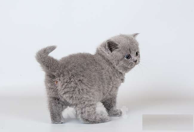 Кошки в Москве: Голубые плюшевые британские котята Девочка, Бесплатно - фото 2