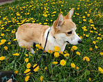 Собаки в Истре: Предлагаю породистого кобеля для вязки Мальчик, Бесплатно - фото 3