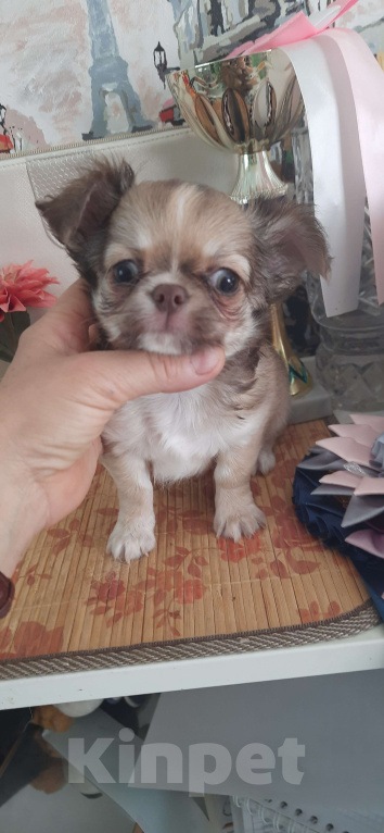 Собаки в Москве: Оыженький мальчик чихуахуа Мальчик, 25 000 руб. - фото 2