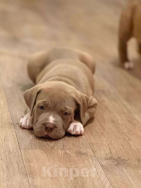 Собаки в Санкт-Петербурге: Американский булли XL  Мальчик, 350 000 руб. - фото 2