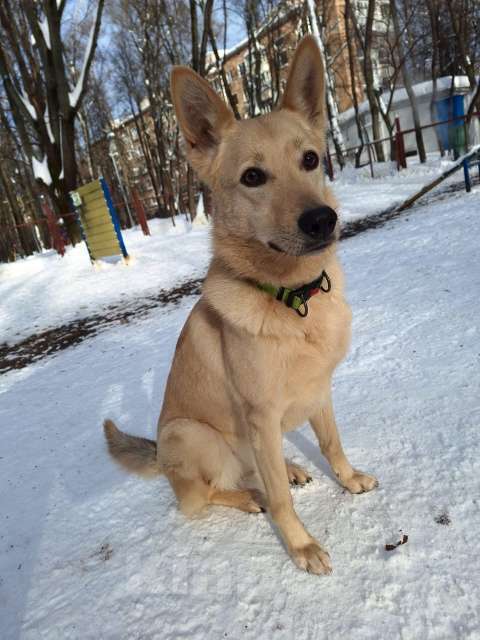 Собаки в Москве: Мила, самое милое и потрясающее создание! Девочка, Бесплатно - фото 4