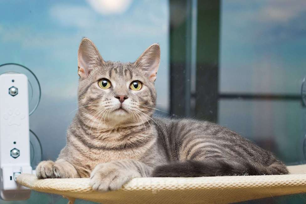 Кошки в Москве: Красавец серо-голубой котик-подросток Костя в добрые руки Мальчик, 1 руб. - фото 1