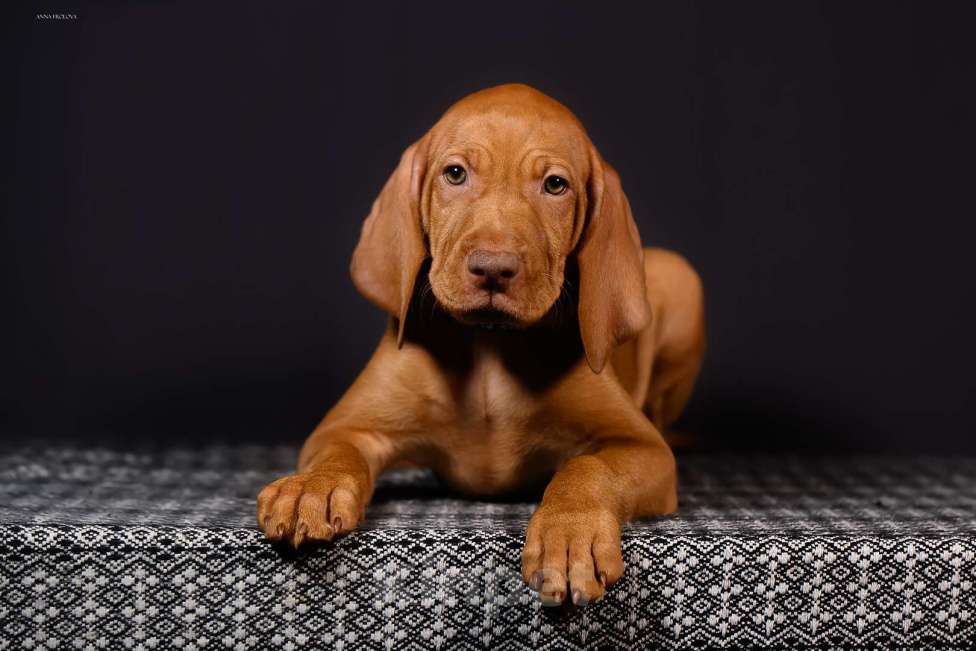 Собаки в Ярославле: Венгерская выжла, щенок Мальчик, 70 000 руб. - фото 4