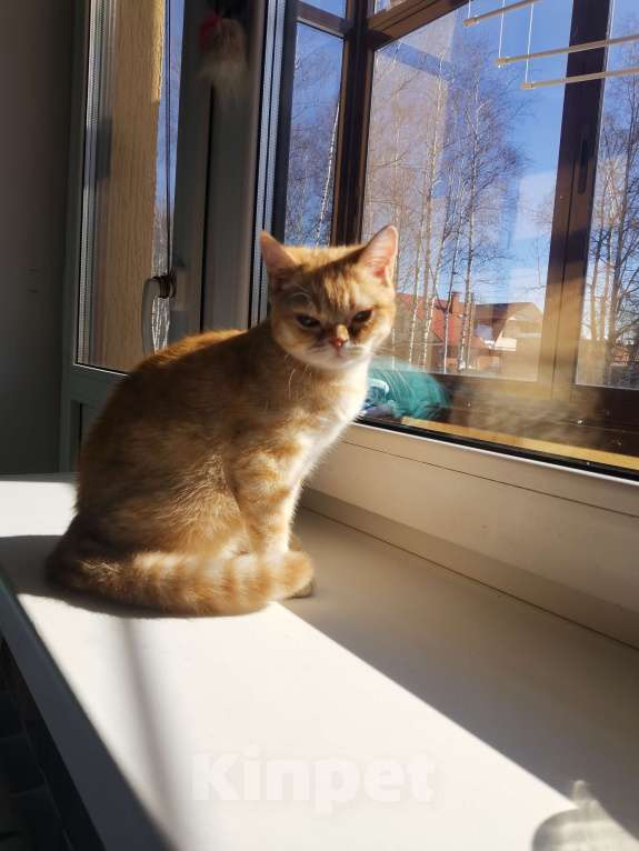 Кошки в Москве: Британские котята  Девочка, 10 000 руб. - фото 3