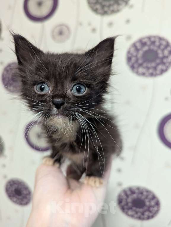 Кошки в Ижевске: котенок в добрые руки Мальчик, Бесплатно - фото 2