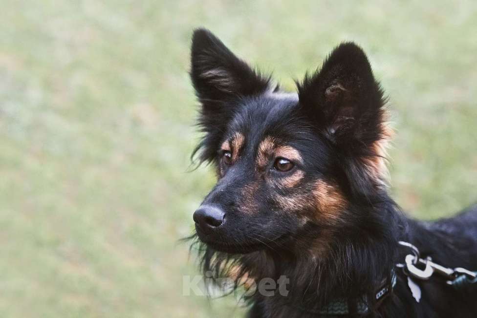 Собаки в Москве: Необыкновенная красавица Клер ждет свою семью. Девочка, Бесплатно - фото 3