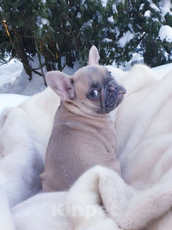 Собаки в Москве: Девочка французский бульдог. Девочка, 60 000 руб. - фото 3