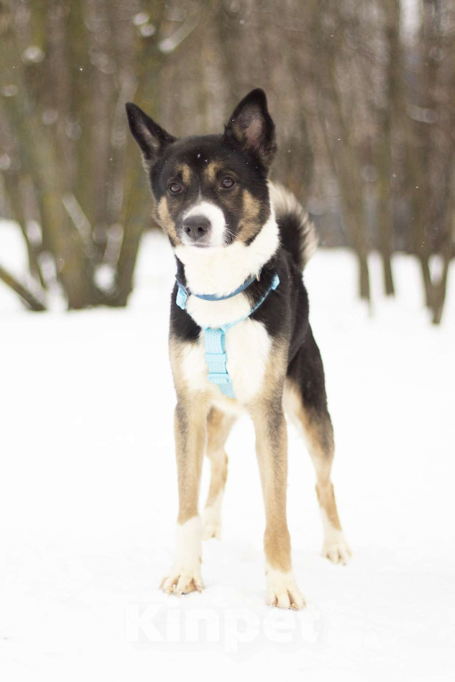 Собаки в Москве: Очаровашка Брюс в поисках дома Мальчик, Бесплатно - фото 5