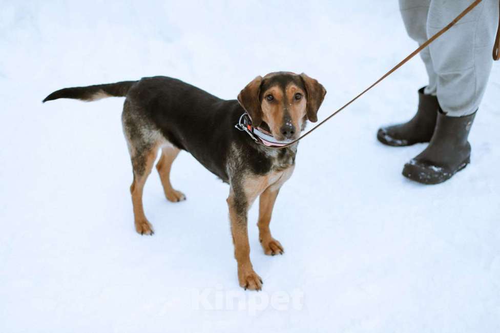 Собаки в Москве: Балканская гончая в добрые руки Девочка, Бесплатно - фото 7