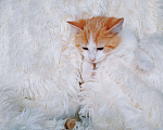 Кошки в Санкт-Петербурге: Рыжий котенок ищет любящую семью Девочка, 200 руб. - фото 3