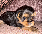 Собаки в Краснодаре: Щенки йоркширского терьера, мини,бейби фейс Девочка, 20 000 руб. - фото 1