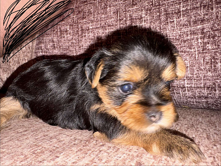Щенки йоркширского терьера, мини,бейби фейс