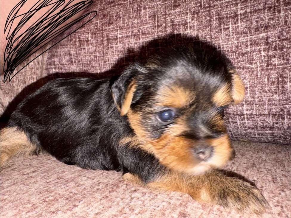 Собаки в Краснодаре: Щенки йоркширского терьера, мини,бейби фейс Девочка, 20 000 руб. - фото 1