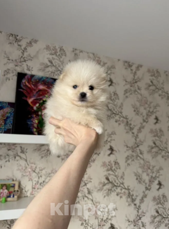 Собаки в Москве: Мальчик Мальчик, 30 000 руб. - фото 1