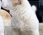 Собаки в Мытищах: Щенки среднеазиатской овчарки, 40 000 руб. - фото 4
