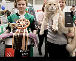 Кошки в Камызяке: Котенок Мейн кун, 25 000 руб. - фото 6