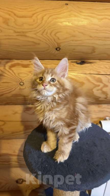 Кошки в Барнауле: Кошечка Мейн-кун Девочка, 28 000 руб. - фото 3