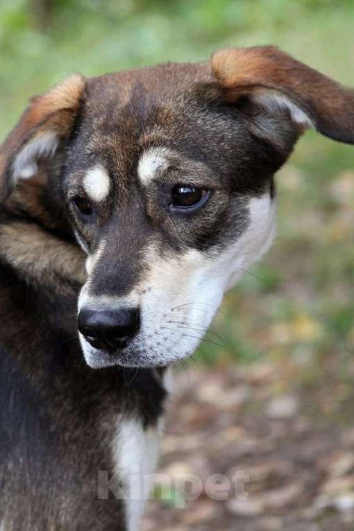 Собаки в Наро-Фоминске: Нора из приюта Берегиня Девочка, Бесплатно - фото 1