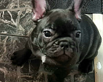 Собаки в Владивостоке: Малышка французского бульдога Девочка, 70 000 руб. - фото 2