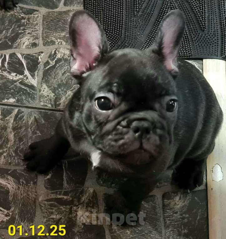 Собаки в Владивостоке: Малышка французского бульдога Девочка, 70 000 руб. - фото 2
