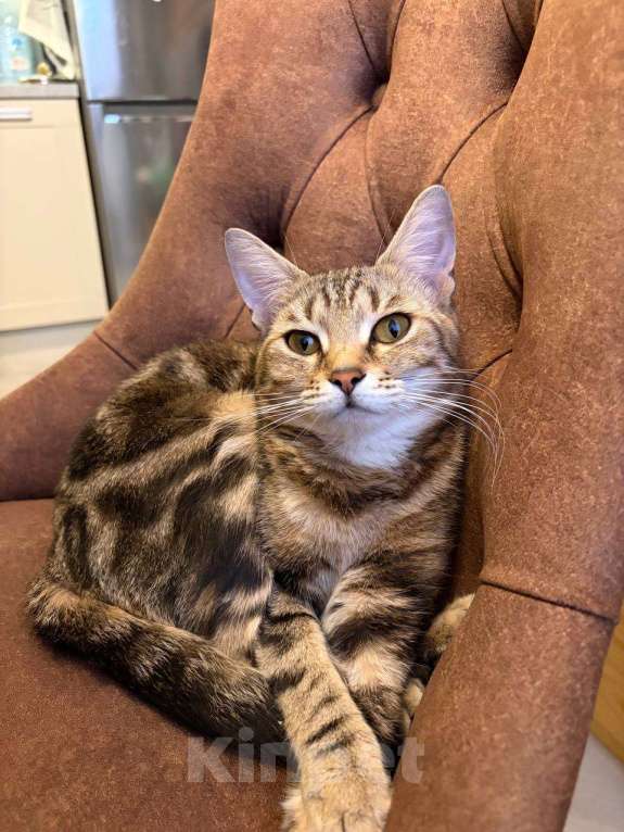 Кошки в других городах Московской области: Кошка в добрые руки. Гладкошерстная, умная приученная девочка Девочка, Бесплатно - фото 7