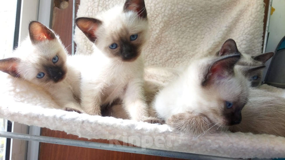 Кошки в Москве: Котятки теббированного окраса Девочка, Бесплатно - фото 4