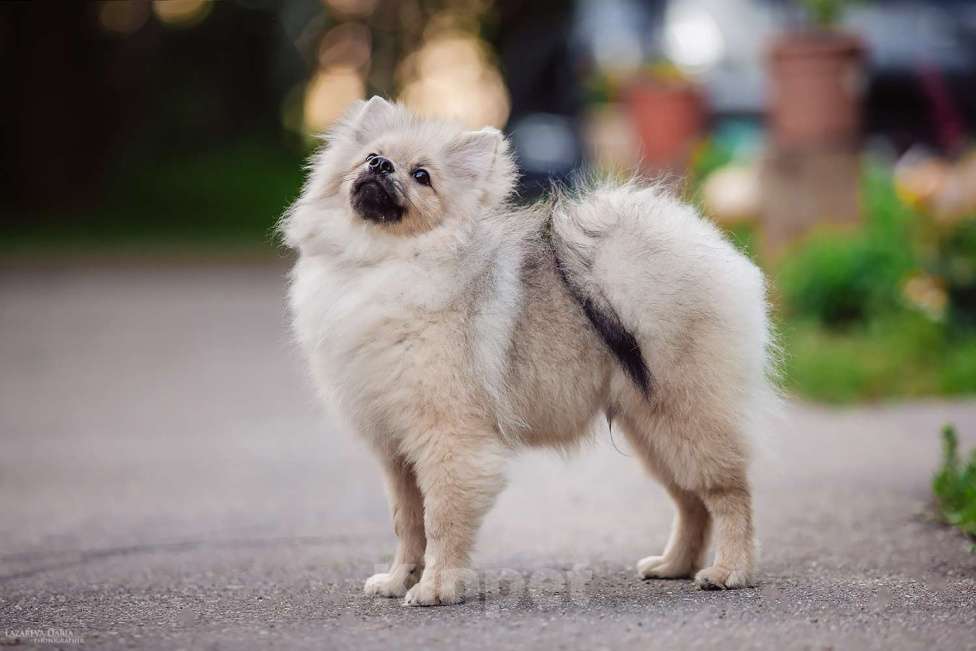Собаки в Москве: Щенки  шпица (малого) Мальчик, 50 000 руб. - фото 2