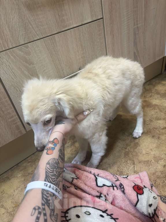 Собаки в других городах Московской области: Пудель щенок Девочка, 10 000 руб. - фото 1