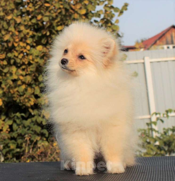 Собаки в Москве: померанский шпиц девочка мини Девочка, 50 000 руб. - фото 4