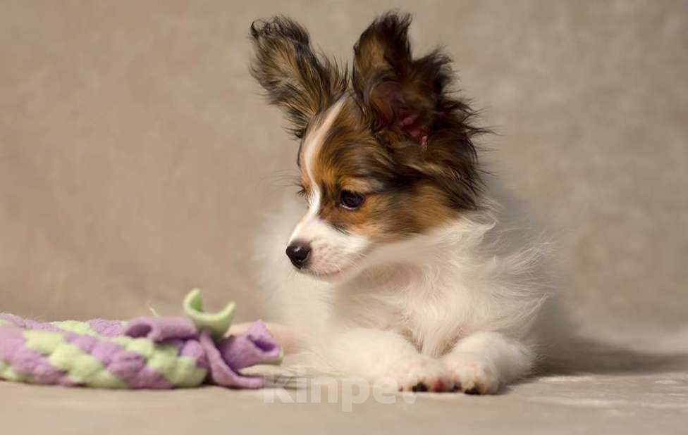 Собаки в Москве: щенок кобель Папийона (папильона) Мальчик, 80 000 руб. - фото 1