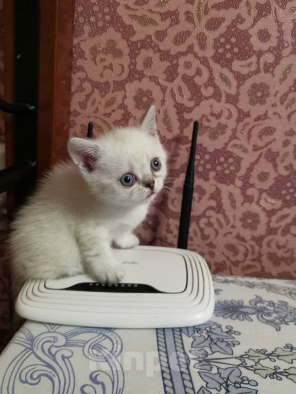 Кошки в Москве: Британцы  Девочка, 15 000 руб. - фото 2