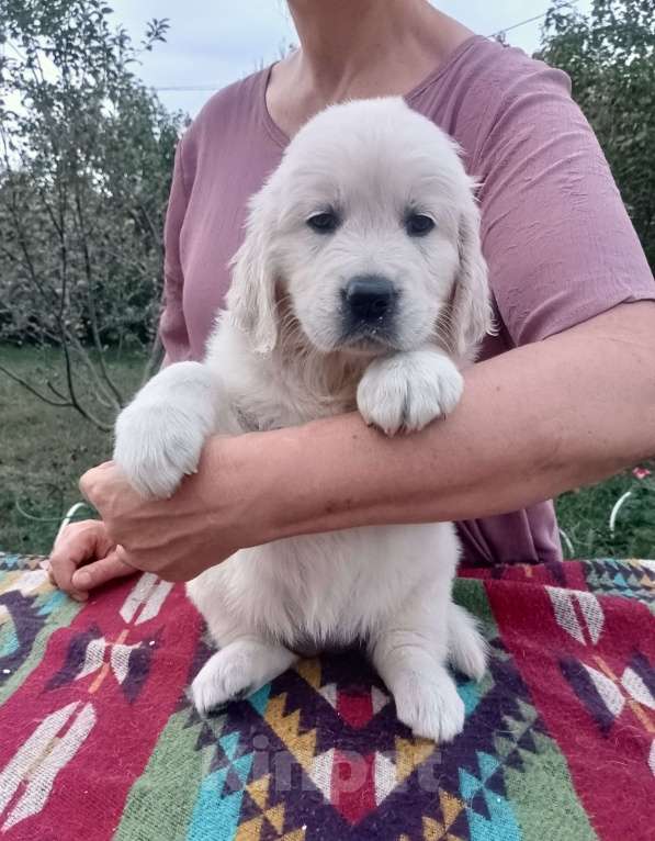 Собаки в Москве: Высокопородные щенки золотистого ретривера  Девочка, Бесплатно - фото 6