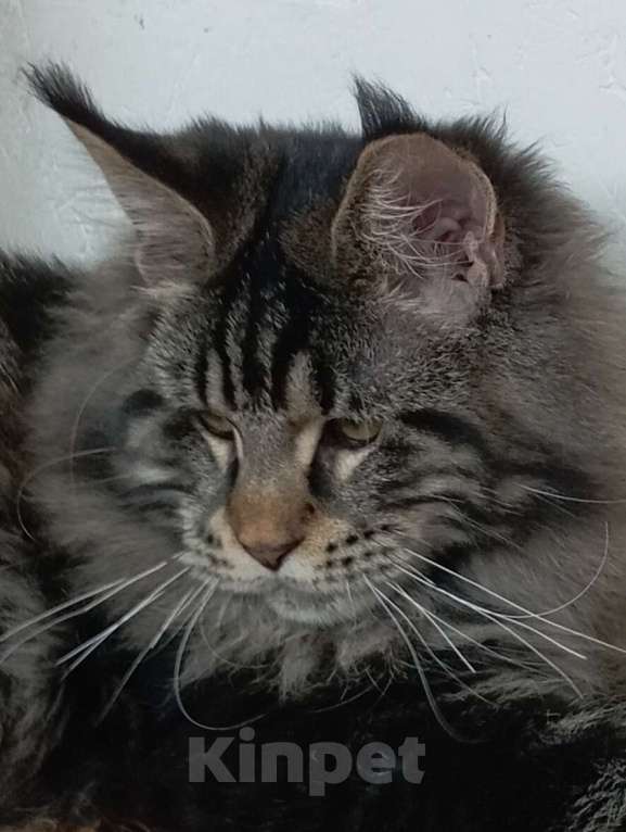 Кошки в Севастополе: Котёнок мейн-кун Мальчик, 55 000 руб. - фото 2