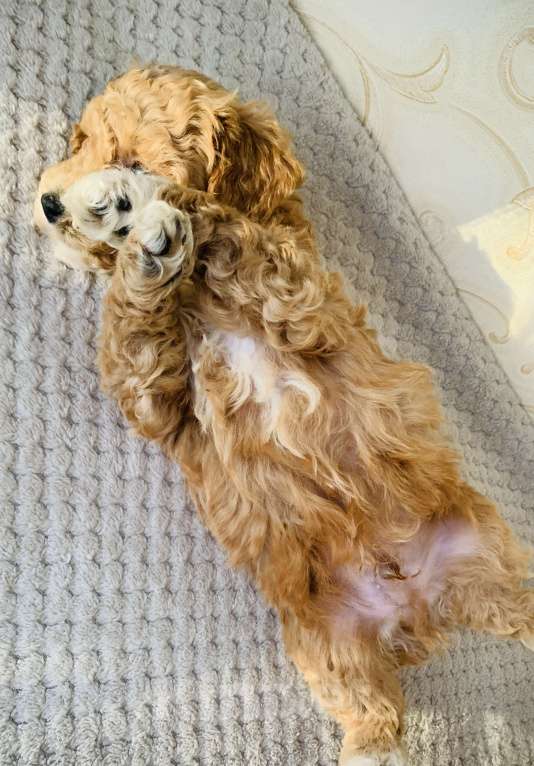 Собаки в Брянске: Малыш мальтипу f1 Мальчик, 120 000 руб. - фото 4