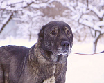 Собаки в Видном: Гюль, метис алабая, 3 года Девочка, Бесплатно - фото 8
