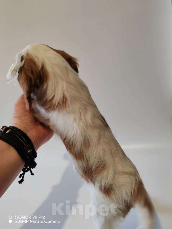 Собаки в других городах Московской области: Девочка кавалер Кинг Чарльз спаниель Девочка, 130 000 руб. - фото 6