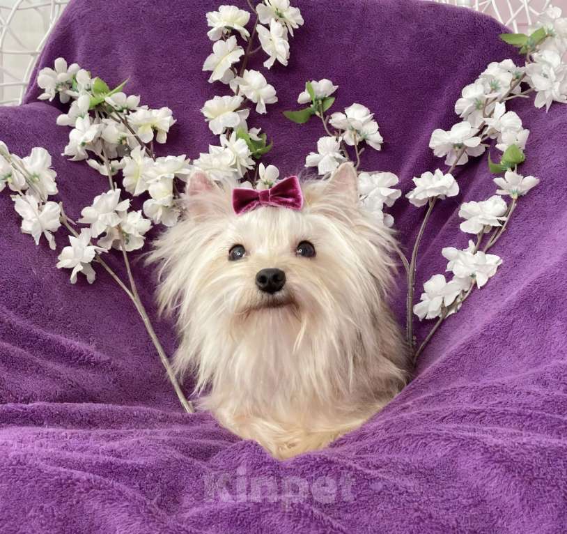 Собаки в Москве: Золотой йорк мини девочка подрощенная Девочка, 80 000 руб. - фото 8