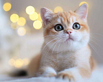 Кошки в Владивостоке: Шикарный британский котенок Мальчик, 80 000 руб. - фото 3