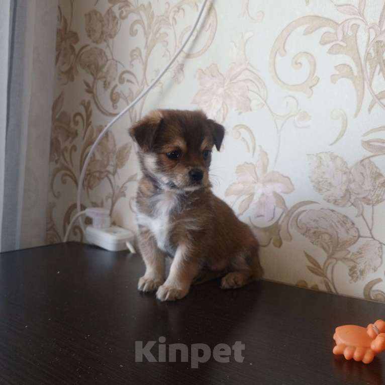 Собаки в других городах Московской области: Щенки йоркширского терьера Мальчик, 8 000 руб. - фото 2