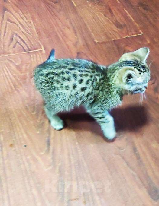 Кошки в Кемерово: Бенгальский котенок Мальчик, 5 000 руб. - фото 8