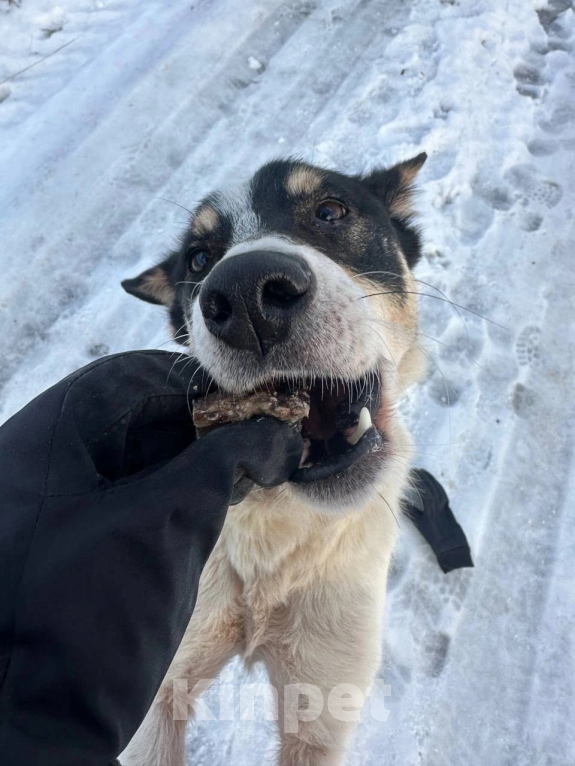 Собаки в Раменском: Собака целовака Локи ищет дом ???? Мальчик, Бесплатно - фото 2