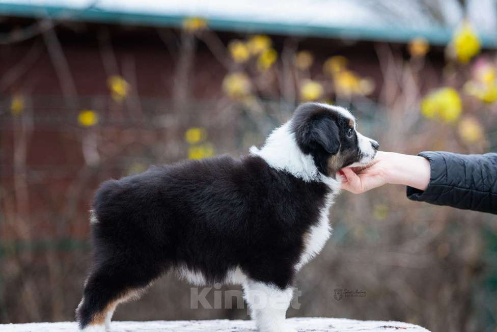 Собаки в Москве: Миниатюрная американская овчарка (мини-аусси) Девочка, 100 000 руб. - фото 5