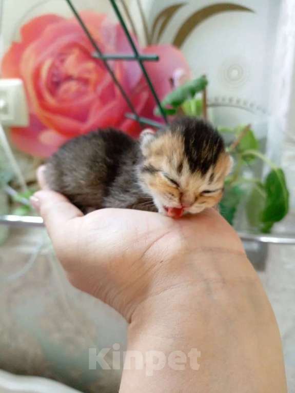 Кошки в Москве: Британские котята Мальчик, 25 000 руб. - фото 1