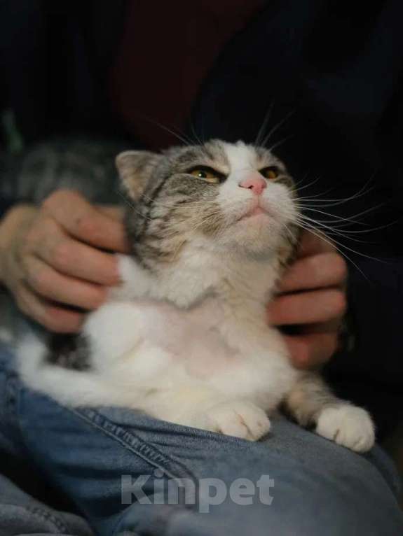 Кошки в Санкт-Петербурге: Ласковая Зена из приюта в добрые руки Девочка, Бесплатно - фото 9