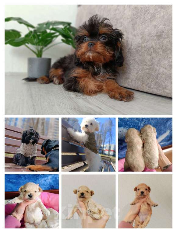 Собаки в Ижевске: Щенки мальтипу f1 Мальчик, 55 000 руб. - фото 1