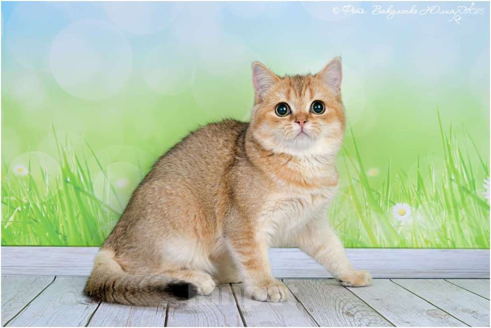 Кошки в Воронеже: Золотая шиншилла  Мальчик, 45 000 руб. - фото 2