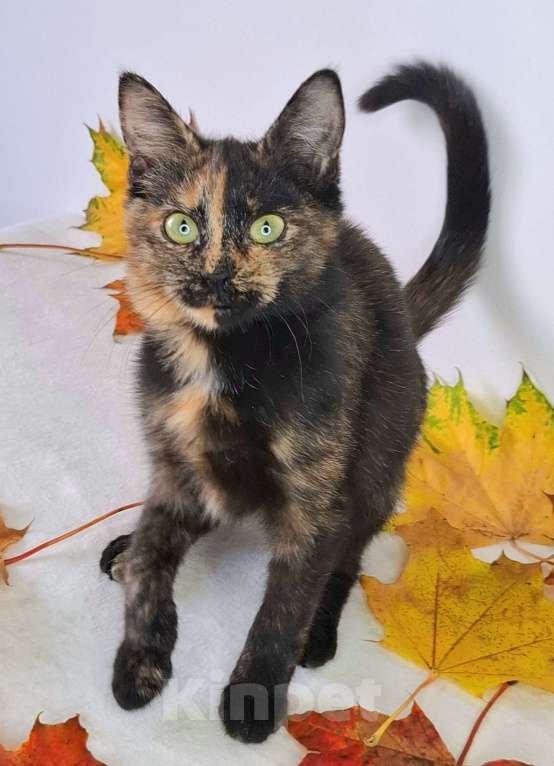 Кошки в Москве: Огненный котёнок в добрые руки  Девочка, Бесплатно - фото 2