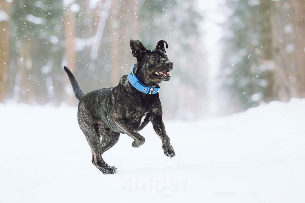 Собаки в Москве: Метис алано эспаньол Дони в добрые руки Мальчик, 1 руб. - фото 4