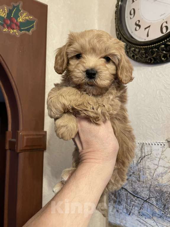 Собаки в Москве: Мальтипу щенки Мальчик, 60 000 руб. - фото 3