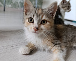 Кошки в Краснодаре: Отдам котят в добрые руки Девочка, Бесплатно - фото 7